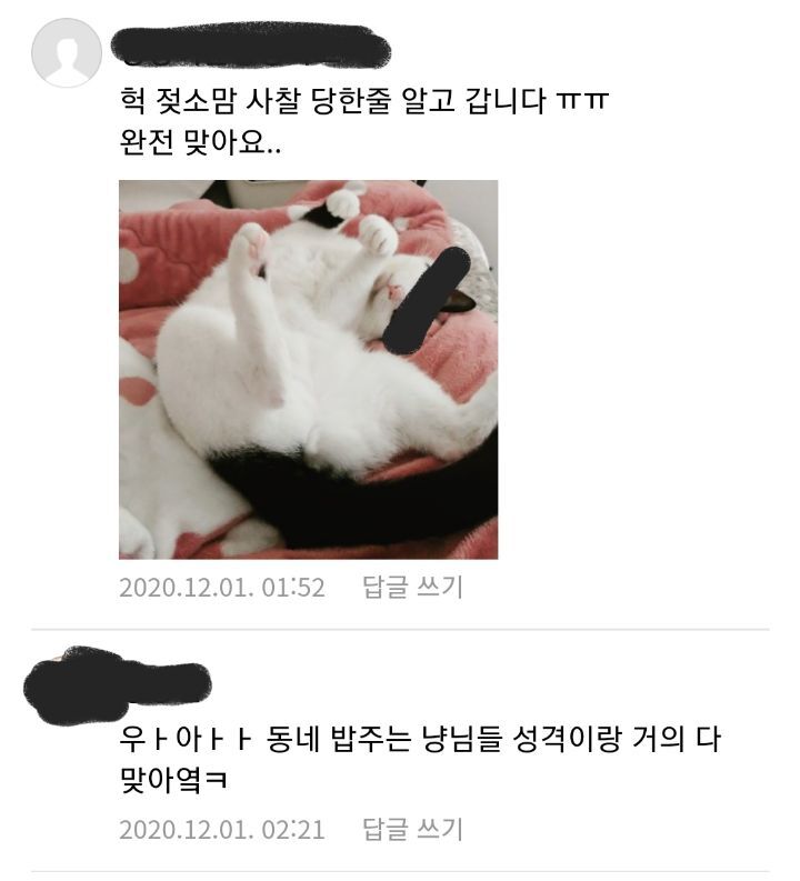 고양이 무늬별 성격.jpg | 인스티즈