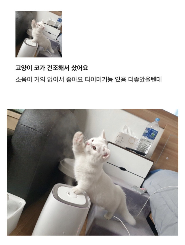 고영이 코가 건조해서 샀어요.jpg | 인스티즈