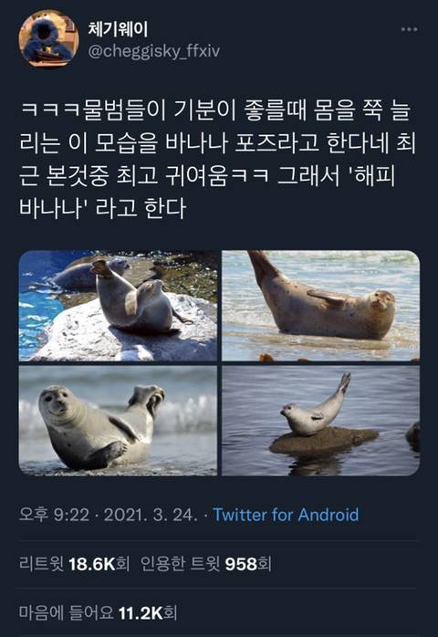 물범들이 행복할때 취하는 포즈.twt | 인스티즈