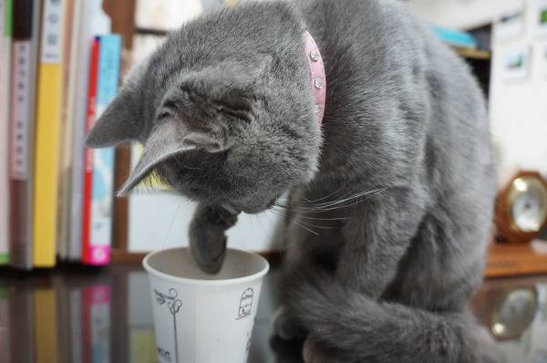 뽀글거리는 콜라가 신기한 고양이 | 인스티즈