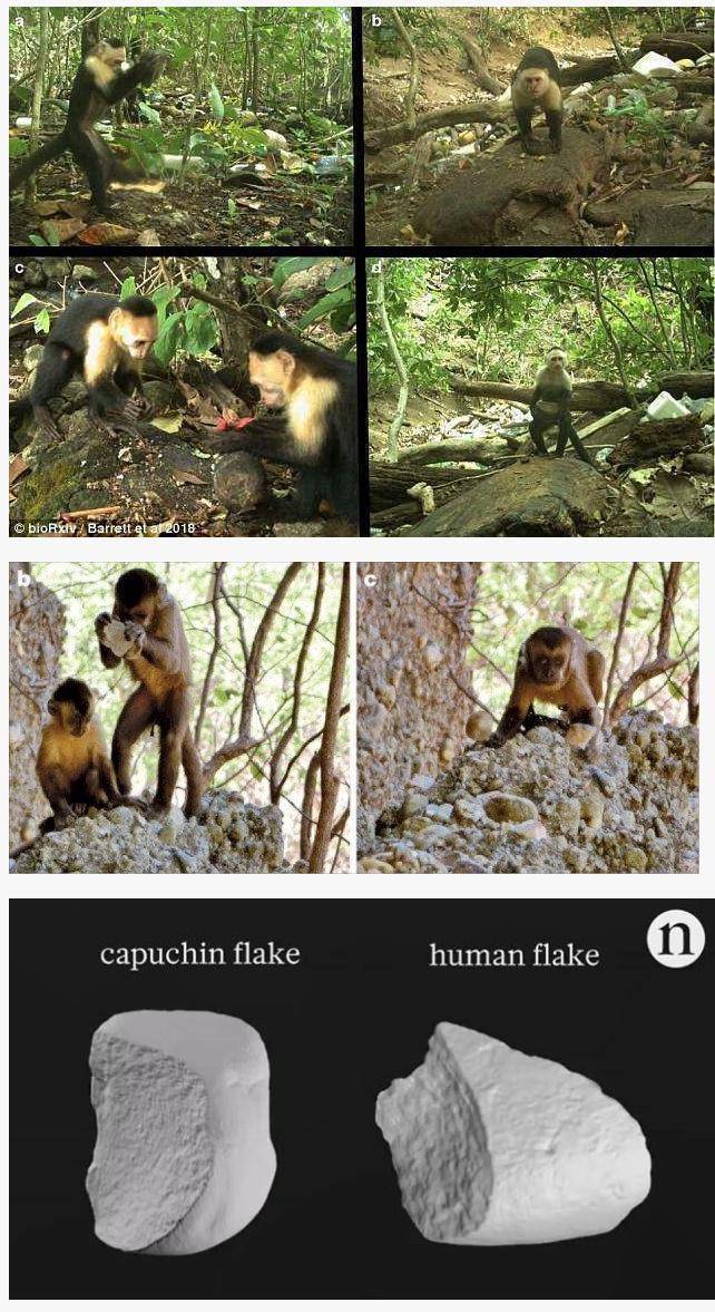 뗀석기 시대에 돌입한 카푸친 원숭이.jpg