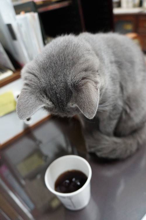 뽀글거리는 콜라가 신기한 고양이 | 인스티즈