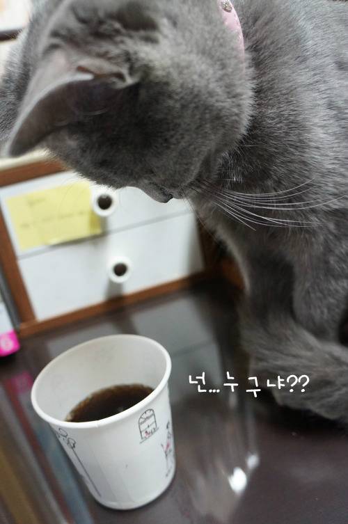 뽀글거리는 콜라가 신기한 고양이 | 인스티즈