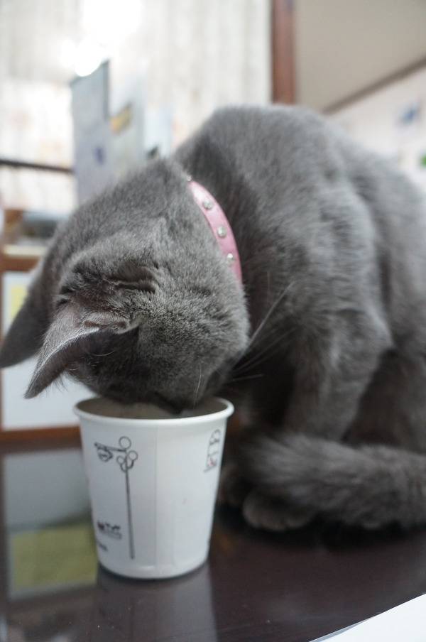 뽀글거리는 콜라가 신기한 고양이 | 인스티즈