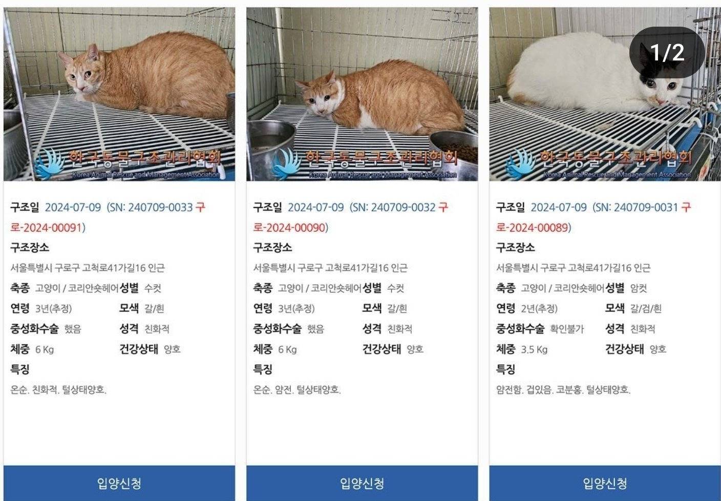 생활고로 고양이 6마리 보호소로 파양, 파양된 아이들은 7/30 안락사 예정.. | 인스티즈