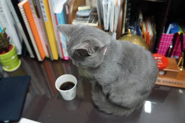 뽀글거리는 콜라가 신기한 고양이 | 인스티즈