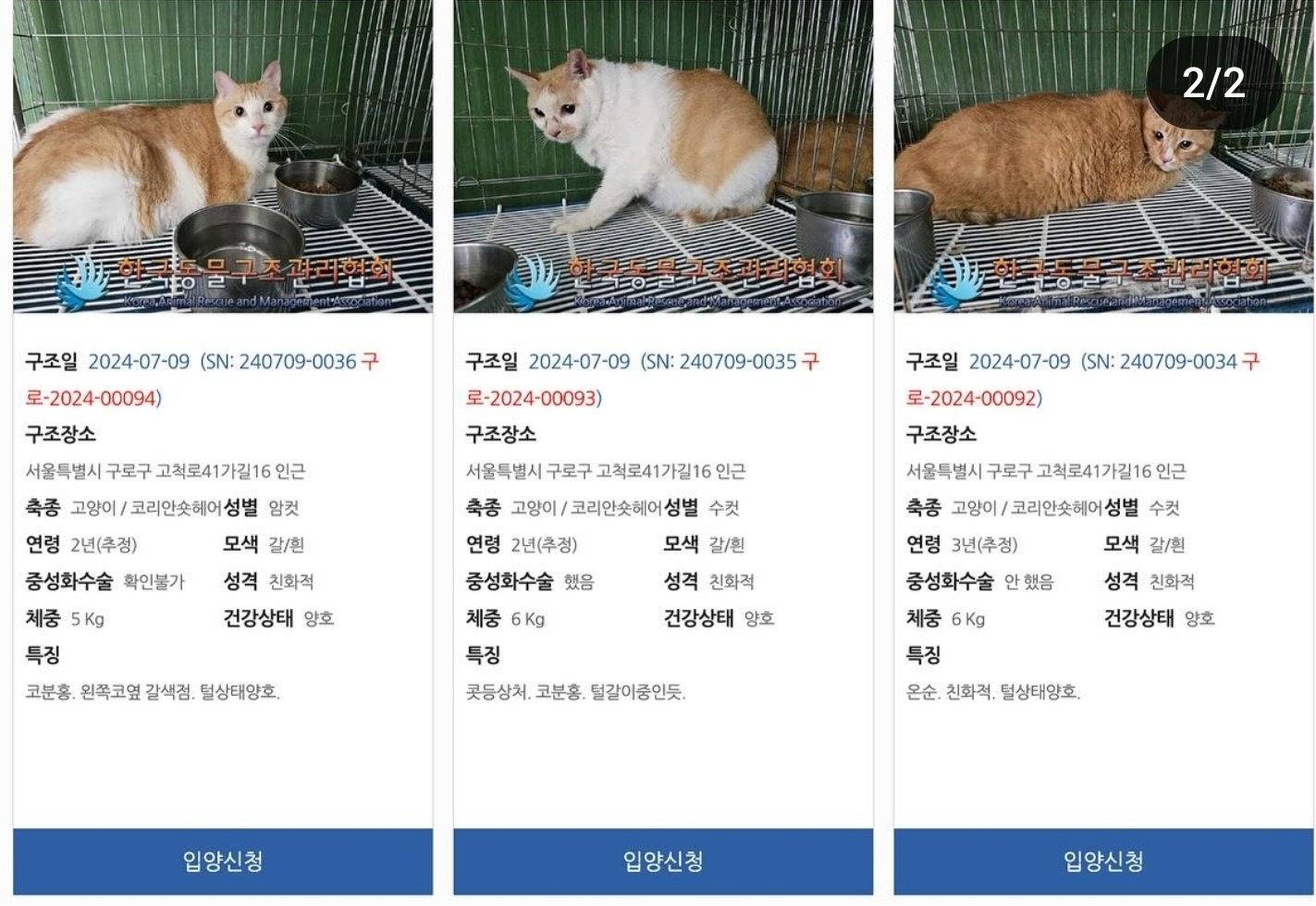 생활고로 고양이 6마리 보호소로 파양, 파양된 아이들은 7/30 안락사 예정.. | 인스티즈