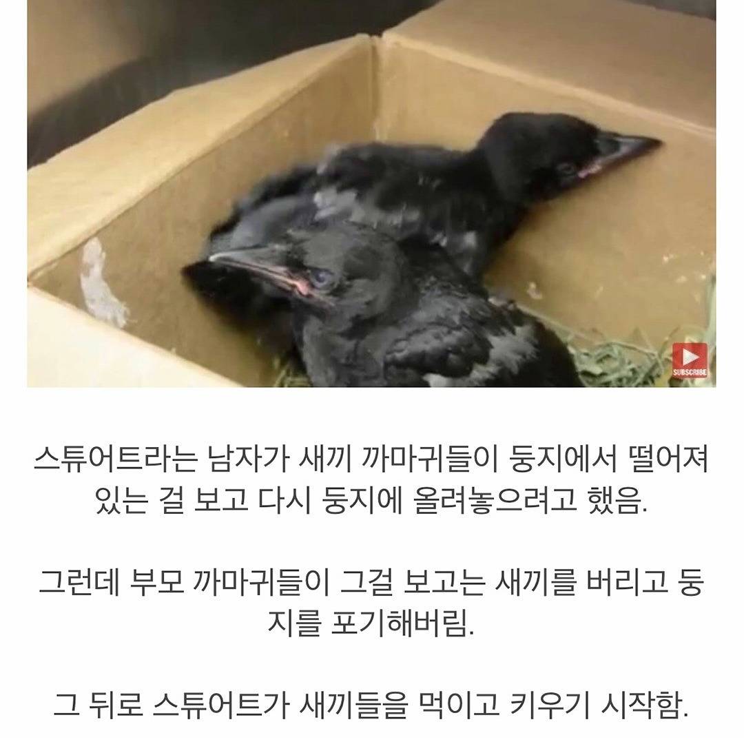 구해준 은인에게 직접 만든 나뭇가지 장식품 선물하는 까마귀.jpg | 인스티즈