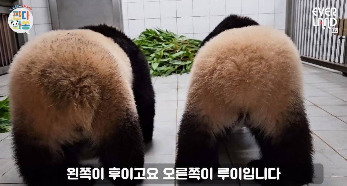 어부바나무 등반 전 스트레칭하는 후이바오🐼 | 인스티즈