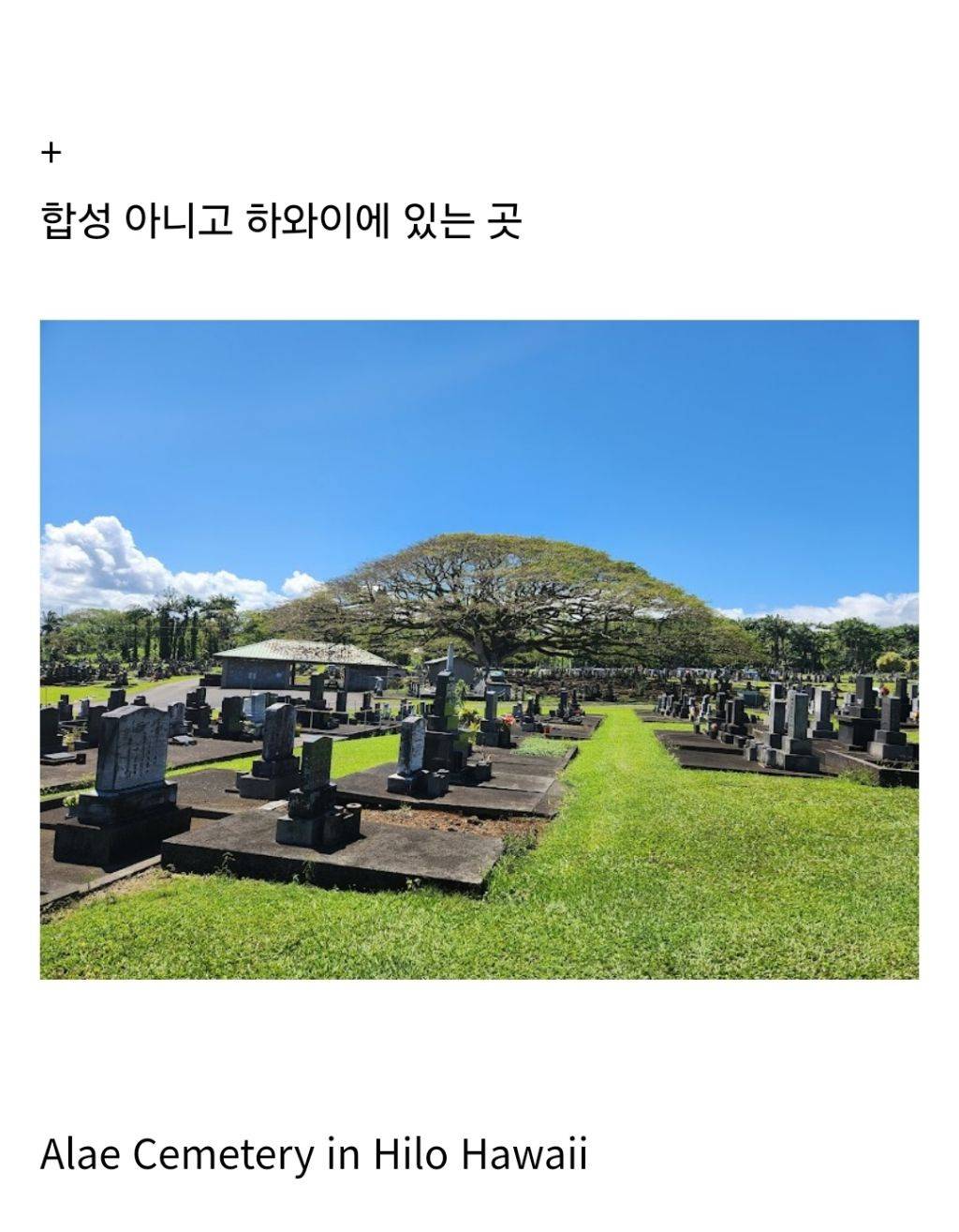 수상하리만치 거대하게 자란 고목나무.gif | 인스티즈