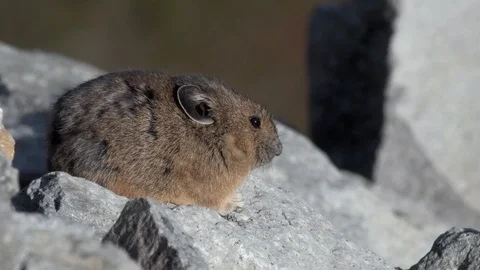 이것은 쥐인가 토끼인가 뭔지 모르겠지만 개귀여우니 봐줘 후회안함.gif | 인스티즈