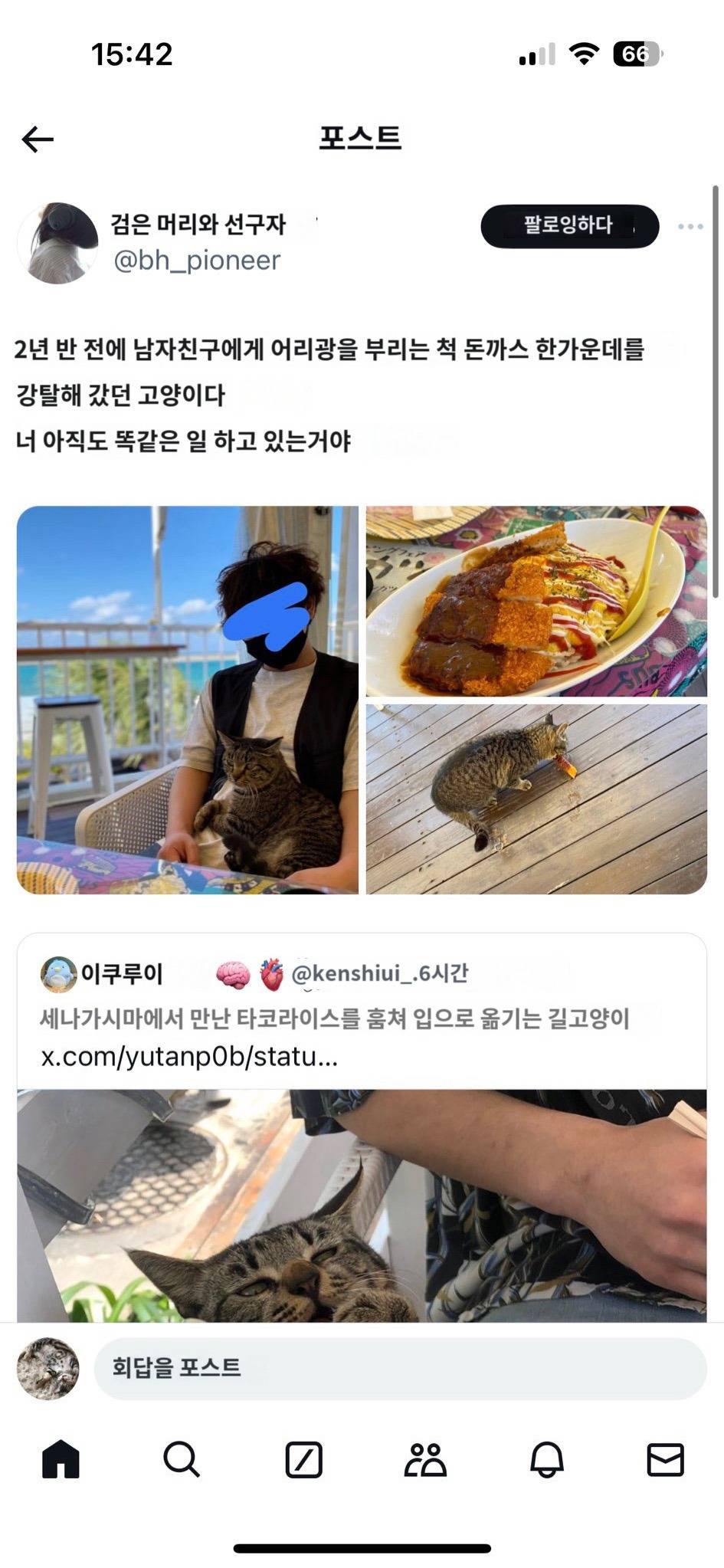 오키나와에서 만난 타코라이스를 훔먹는 길고양이 🐱 | 인스티즈