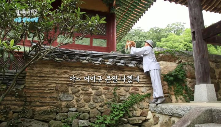 한국기행보는데 고양이가 귀여움 | 인스티즈