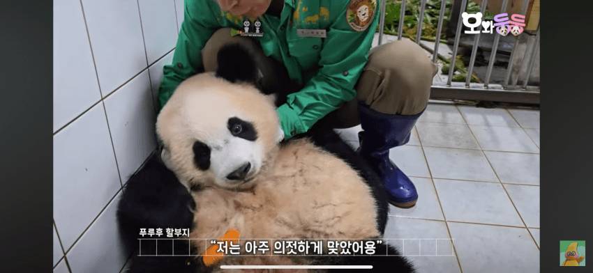 백신 맞고 수의사바오한테 복수하려고 달려드는 후이바오 🐼 | 인스티즈