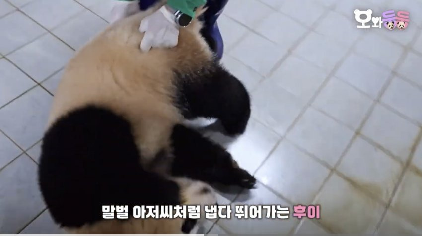 백신 맞고 수의사바오한테 복수하려고 달려드는 후이바오 🐼 | 인스티즈