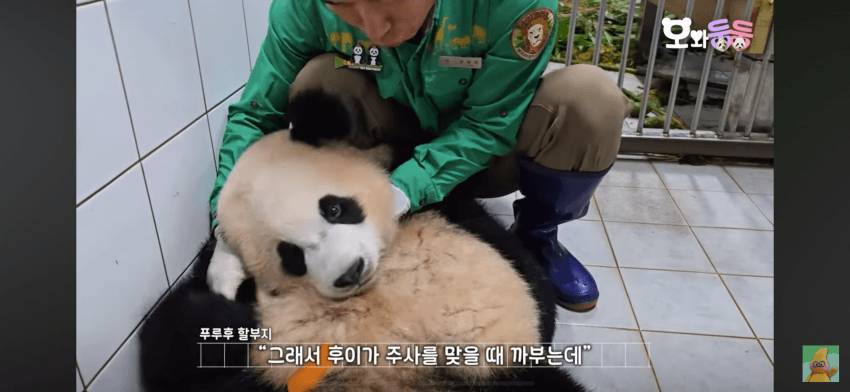 백신 맞고 수의사바오한테 복수하려고 달려드는 후이바오 🐼 | 인스티즈