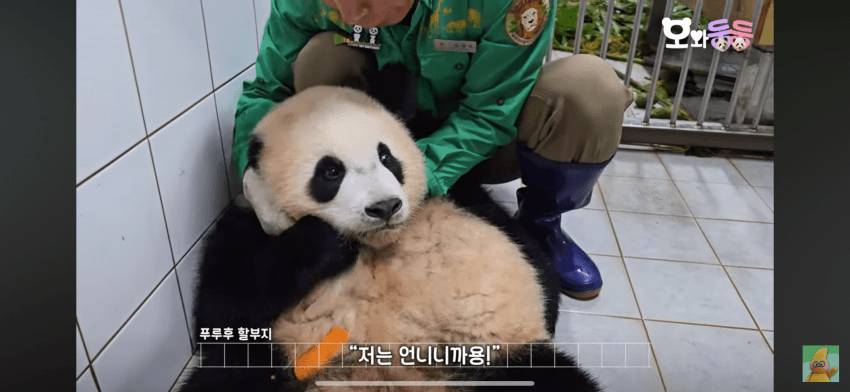 백신 맞고 수의사바오한테 복수하려고 달려드는 후이바오 🐼 | 인스티즈