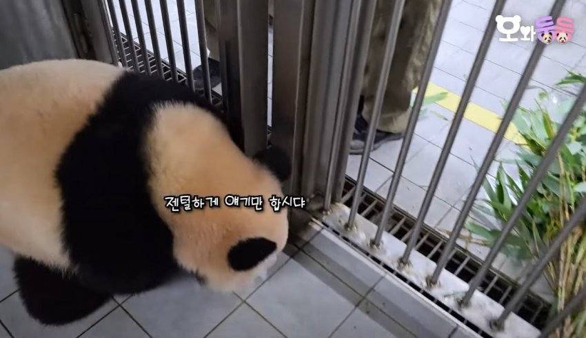 백신 맞고 수의사바오한테 복수하려고 달려드는 후이바오 🐼 | 인스티즈