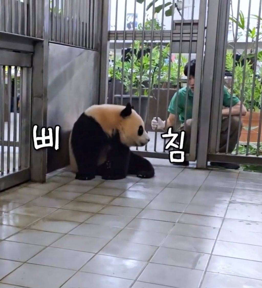 백신맞고 판빡친 후이바오🐼ㅋㅋㅋㅋㅋ.gif | 인스티즈