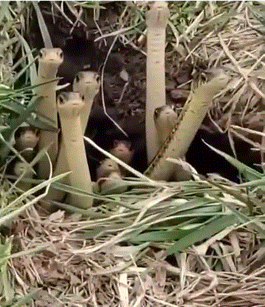 무언가 신기한걸 목격한 뱀찡들.gif | 인스티즈