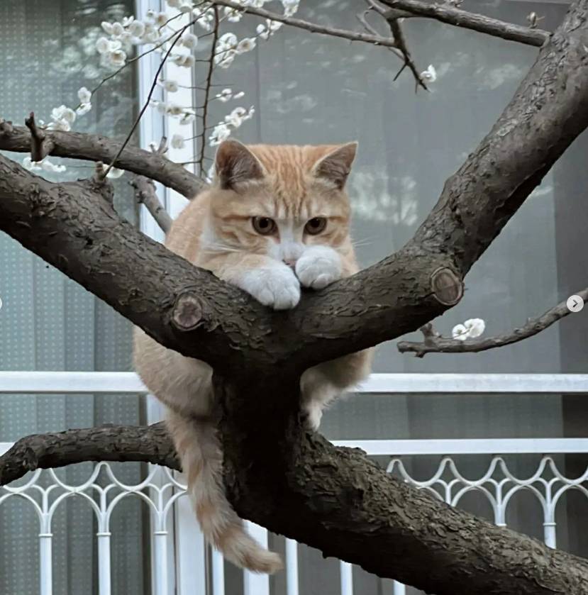 집 앞에 고양이 이러고 있더라.. | 인스티즈