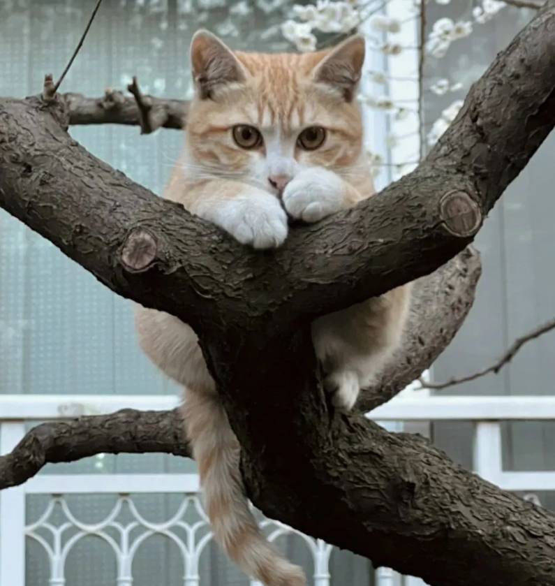 집 앞에 고양이 이러고 있더라.. | 인스티즈