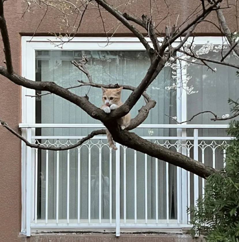 집 앞에 고양이 이러고 있더라.. | 인스티즈