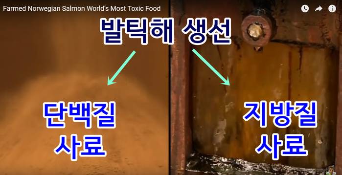 알고는 절대 못 먹는 노르웨이 연어의 무서운 비밀 (바다 이, 생선 우글거리는 사진 주의) | 인스티즈