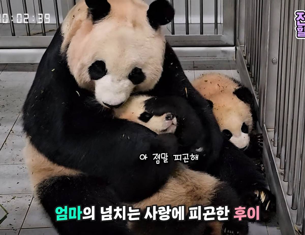 엄마랑 할부지한테 안기면 코부터 가리는 후이바오🐼 | 인스티즈