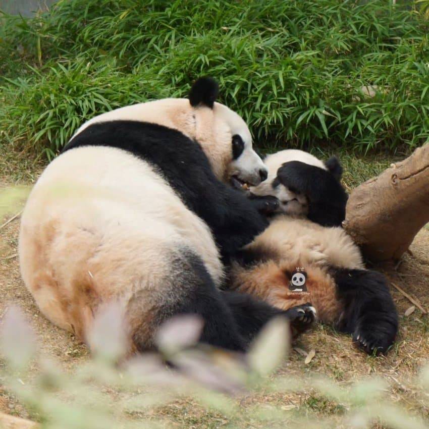 엄마랑 할부지한테 안기면 코부터 가리는 후이바오🐼 | 인스티즈