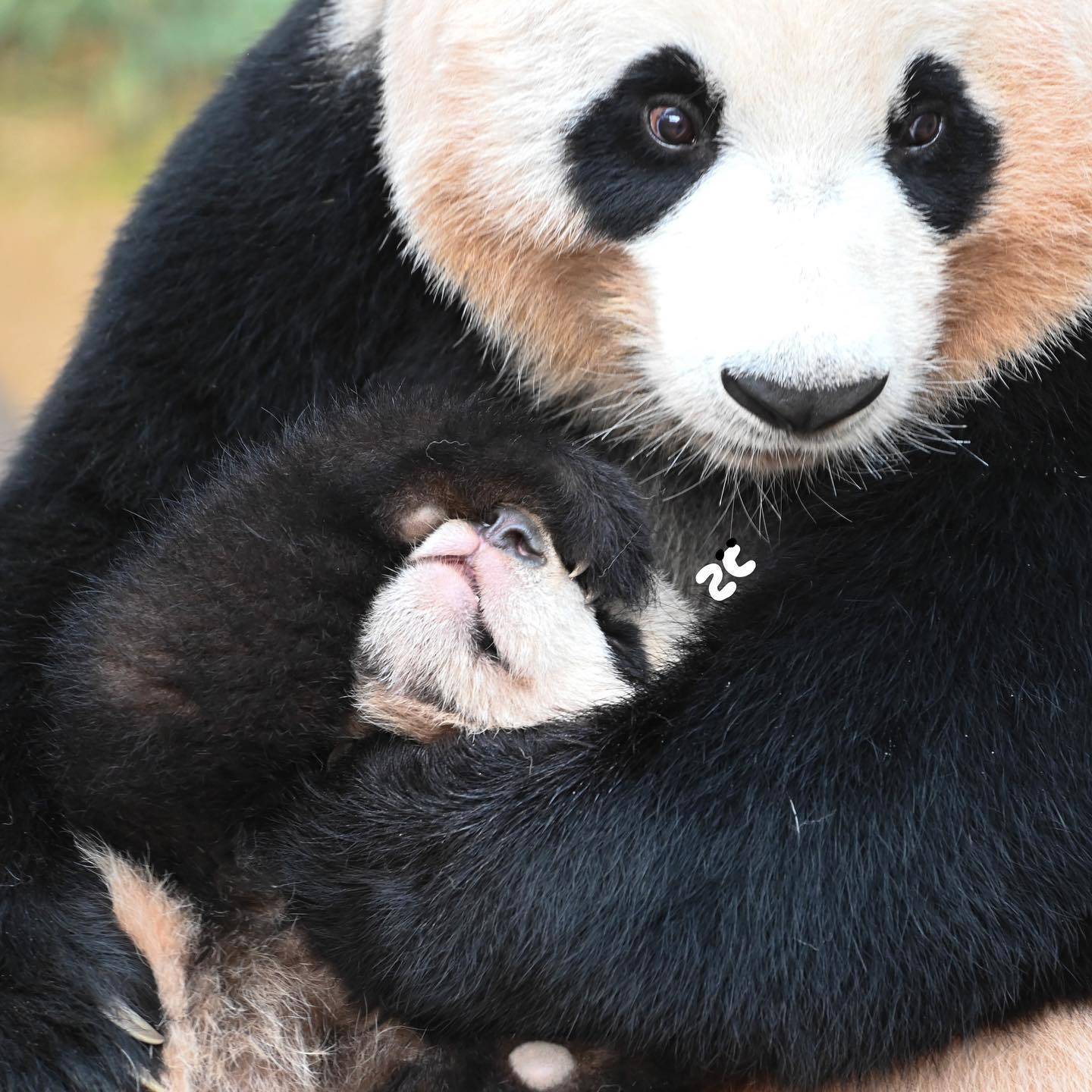 엄마랑 할부지한테 안기면 코부터 가리는 후이바오🐼 | 인스티즈