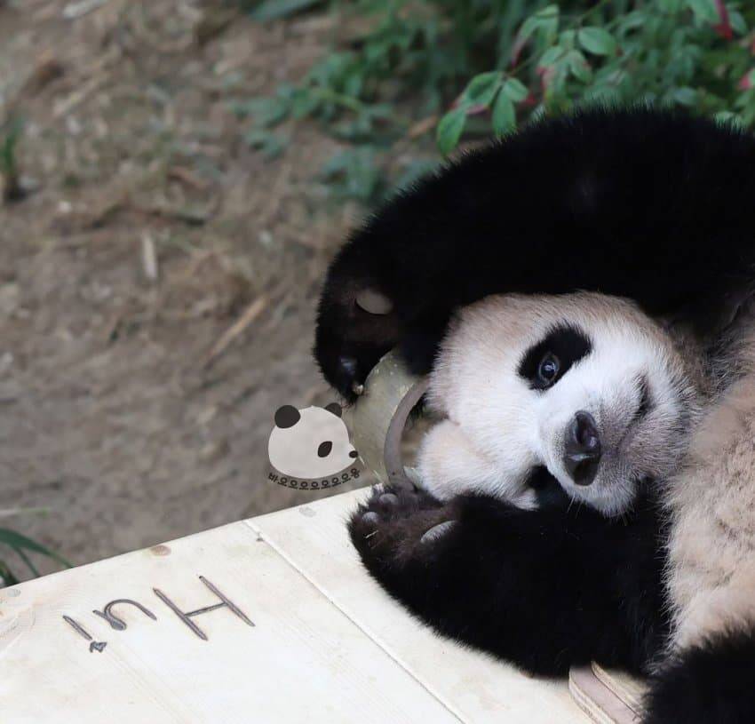 엄마랑 할부지한테 안기면 코부터 가리는 후이바오🐼 | 인스티즈