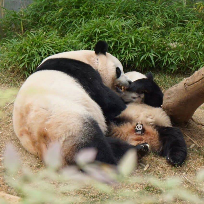 엄마랑 할부지한테 안기면 코부터 가리는 후이바오🐼 | 인스티즈