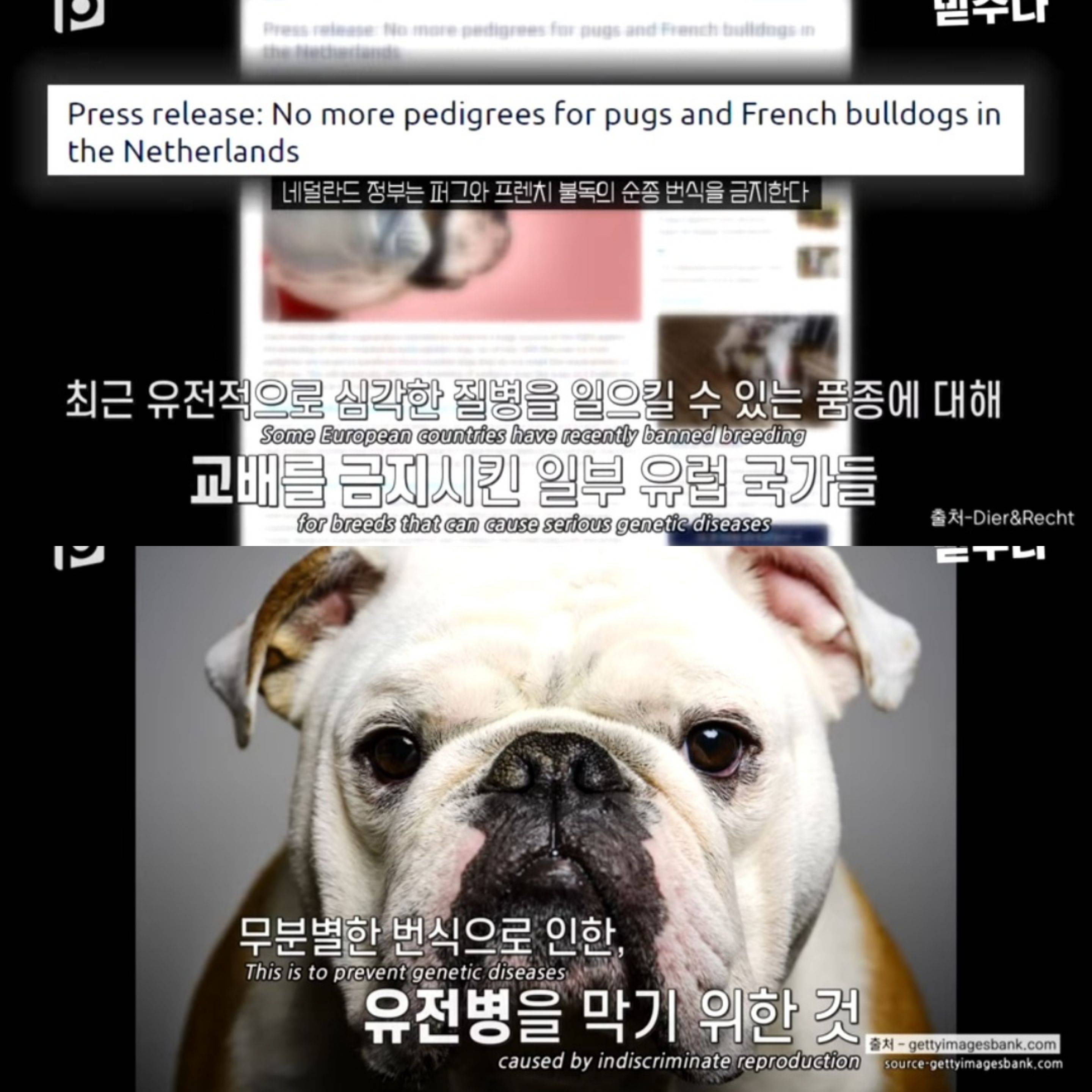 우리나라 수의사들이 미국을 제치고 수술 실력이 탑클래스인 이유 | 인스티즈