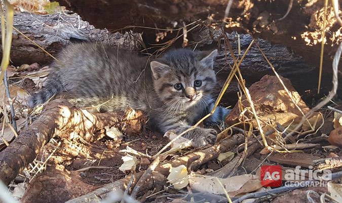 고양이들의 기원이라고 알려져있는 '아프리카 들고양이' | 인스티즈