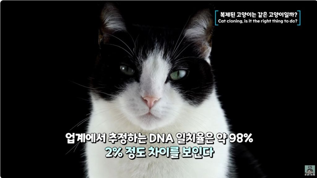 반려동물 복제가 윤리 버린 상술인 이유 | 인스티즈