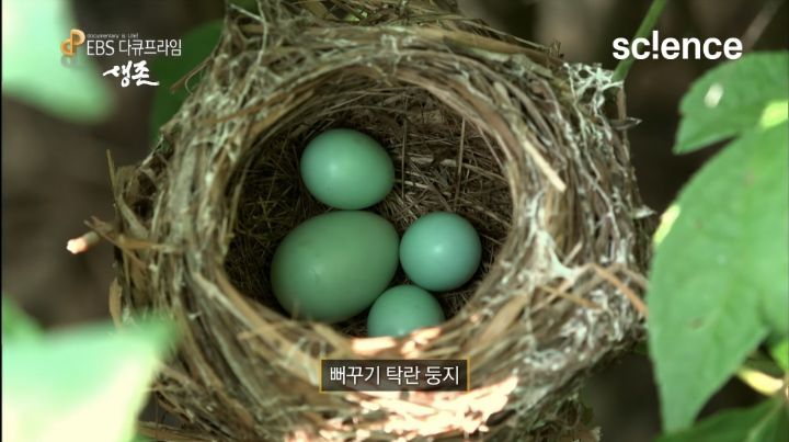 생태계 생물 중 가장 역겨운 행동을 하는 생물(혐짤 없음).jpg | 인스티즈