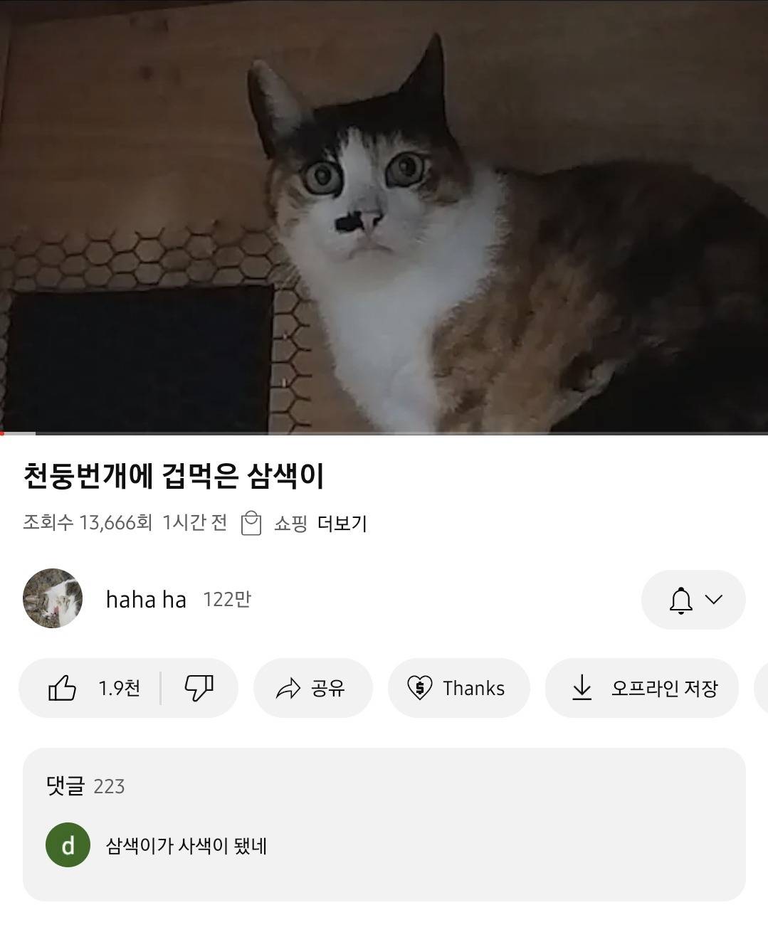 haha ha네 삼색이가 사색이 됐네.jpg | 인스티즈