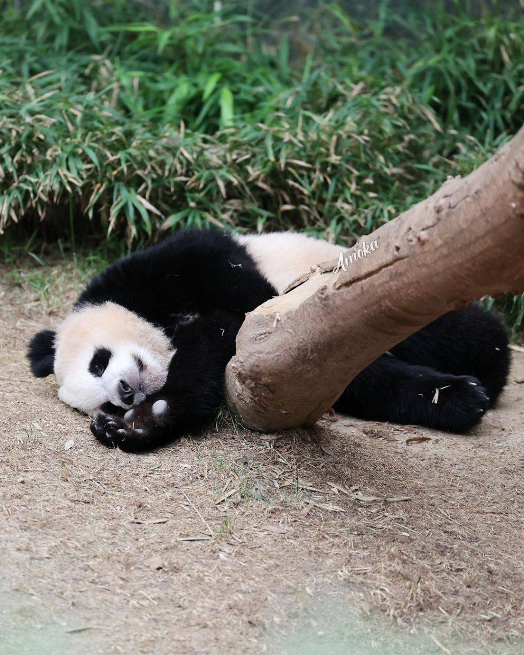 루숙자 루이바오🐼 | 인스티즈