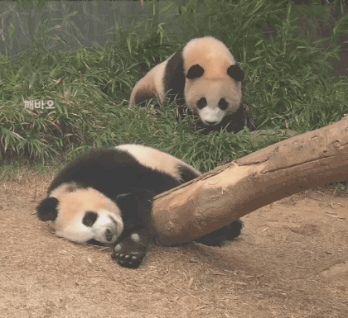 루숙자 루이바오🐼 | 인스티즈