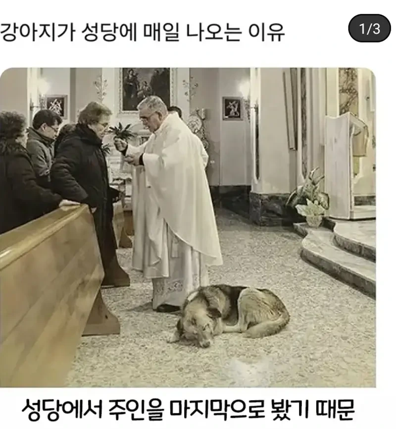 강아지가 매일 성당에 나오는 이유 | 인스티즈