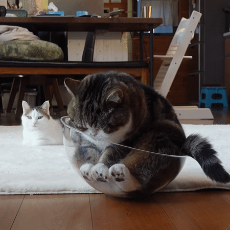 오뚜기냥.gif | 인스티즈