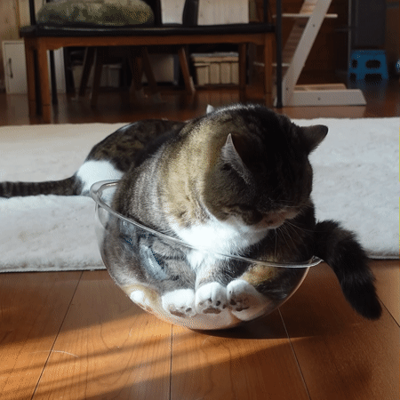 오뚜기냥.gif | 인스티즈