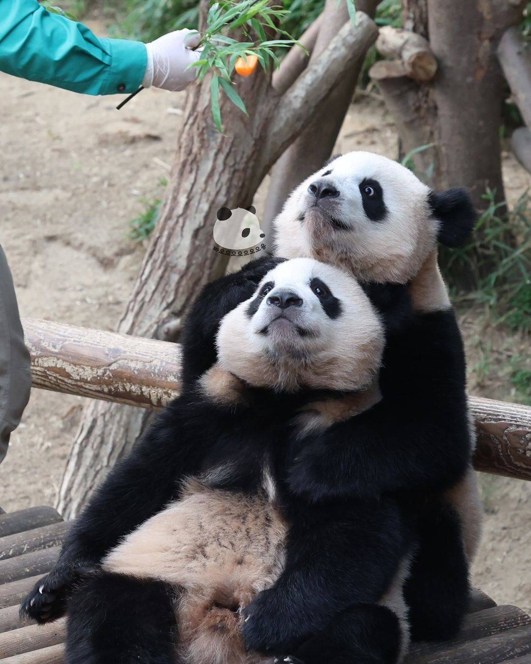 오바오한테 당근꽃 받은 루이바오🐼 | 인스티즈