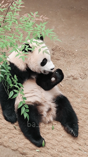 오바오한테 당근꽃 받은 루이바오🐼 | 인스티즈