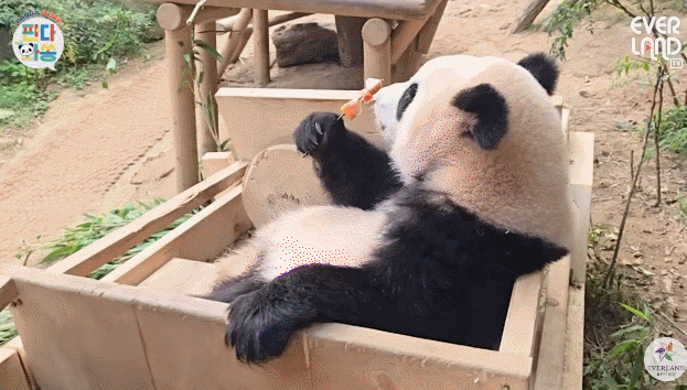오바오한테 당근꽃 받은 루이바오🐼 | 인스티즈