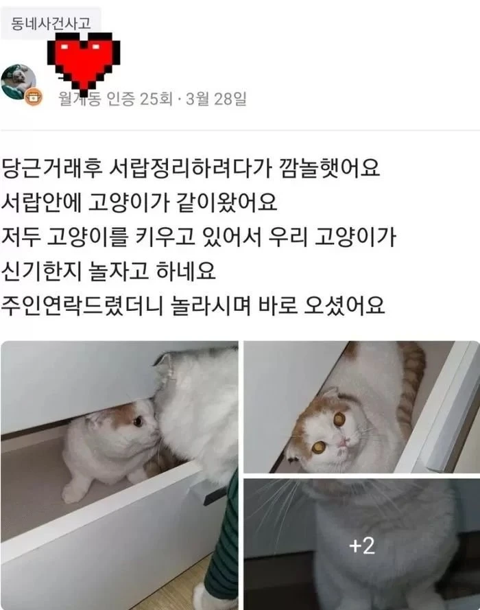 고양이가 자연스럽게 사라지는 과정 | 인스티즈