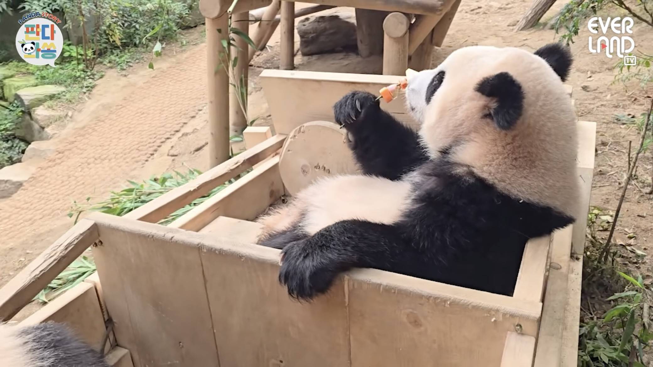 오바오한테 당근꽃 받은 루이바오🐼 | 인스티즈