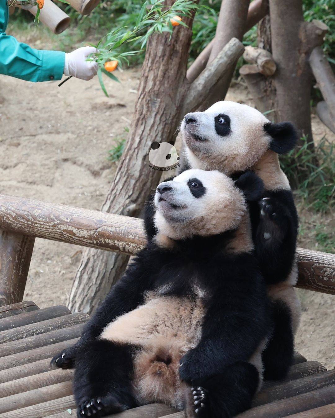 오바오한테 당근꽃 받은 루이바오🐼 | 인스티즈