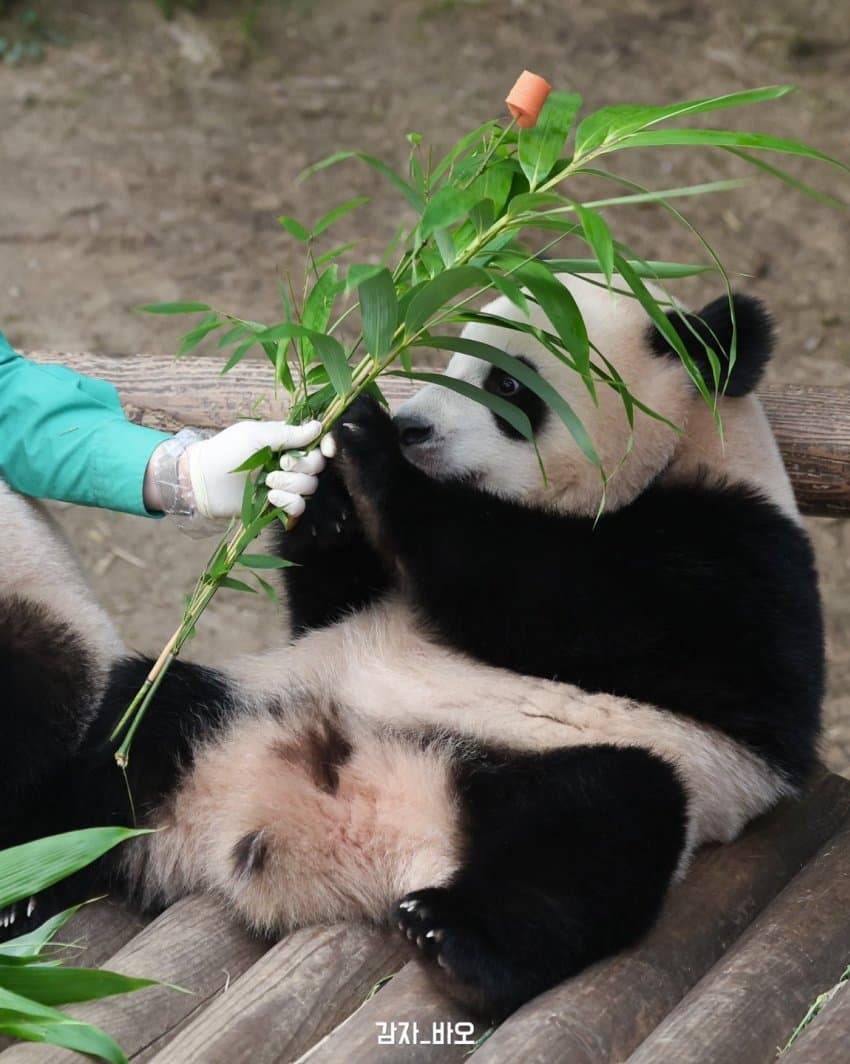 오바오한테 당근꽃 받은 루이바오🐼 | 인스티즈